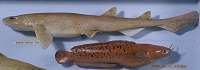  Model of a dogfish 