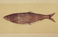 Drawing of a herring