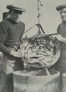 Unloading the herring catch, around 1910