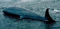Bottle nosed whale washed ashore near Grangemouth