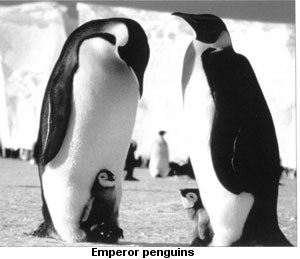 Photograph of emperor penguins