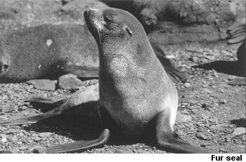 Fur seal