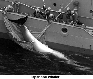 Japanese whaler