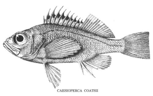 Drawing of fish Caesioperca Coatsii